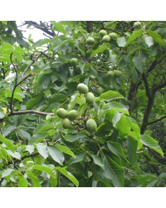 Juglans regia - Common Walnut