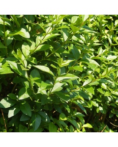 Ligustrum ovalifolium - Oval Leaved Privet