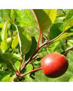 Malus sylvestris - Crab Apple