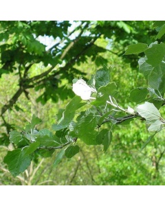 Populus alba - White Poplar