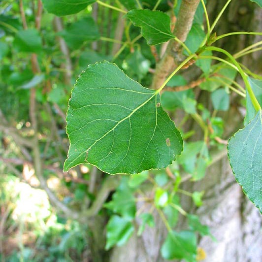 Populus nigra betulifolia - Native Black Poplar