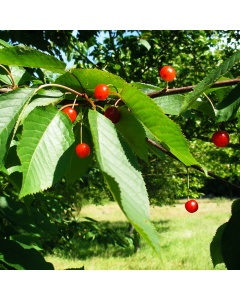 Prunus avium - Wild Cherry