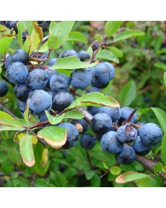 Prunus spinosa - Blackthorn