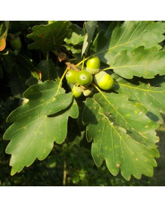 Quercus petraea - Sessile Oak