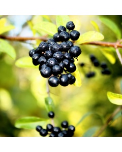 Rhamnus cathartica - Common Buckthorn