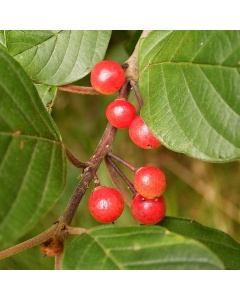 Rhamnus frangula - Alder Buckthorn