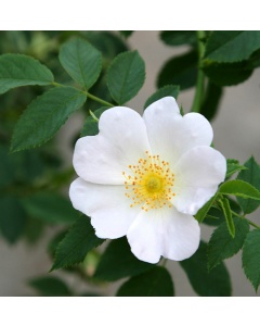 Rosa arvensis - Field Rose