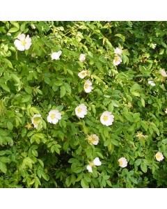 Rosa canina - Dog Rose