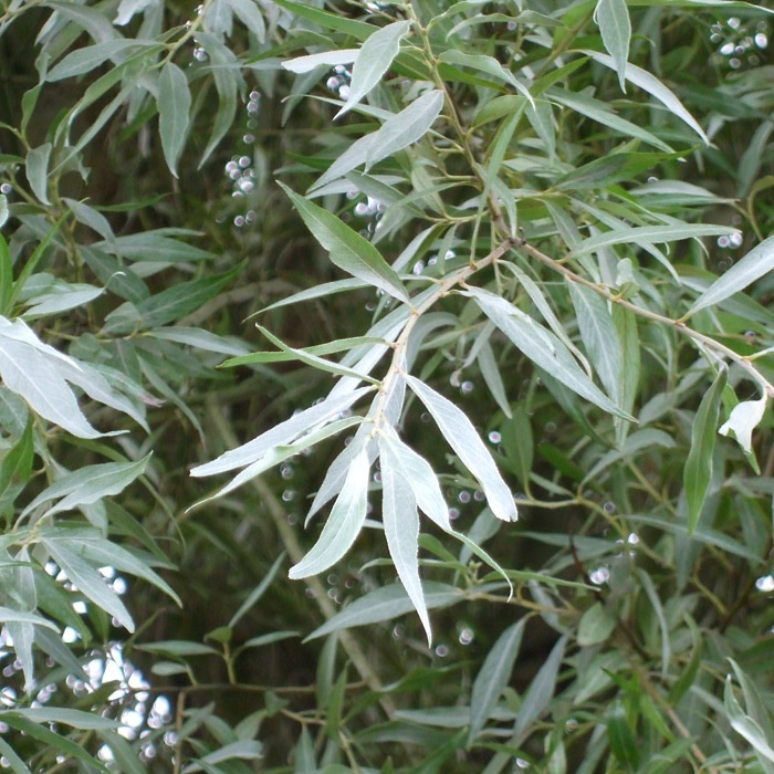 Salix alba - White Willow