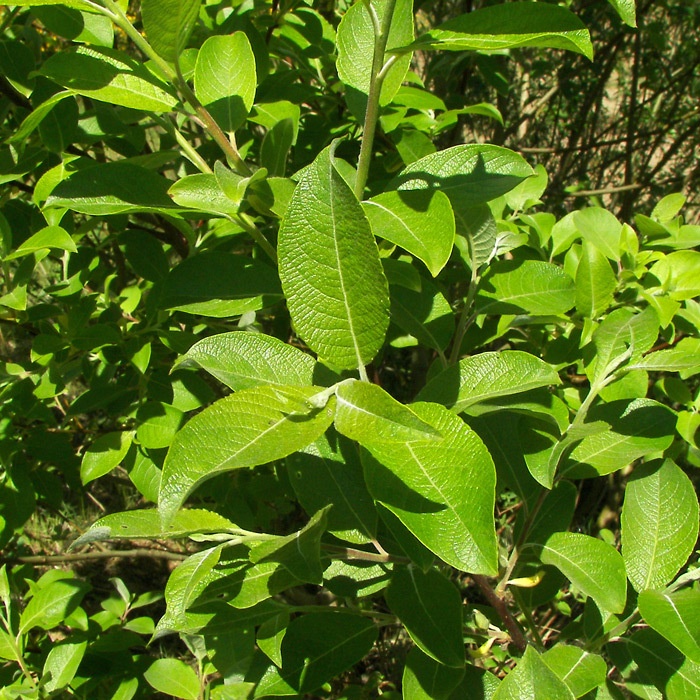 Salix caprea - Goat Willow