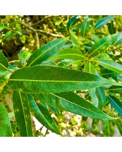 Salix fragilis - Crack Willow