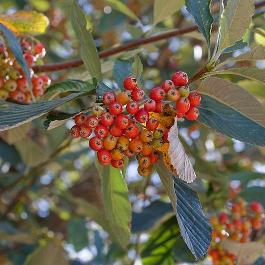 Sorbus aria - Whitebeam