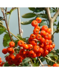 Sorbus aucuparia - Rowan