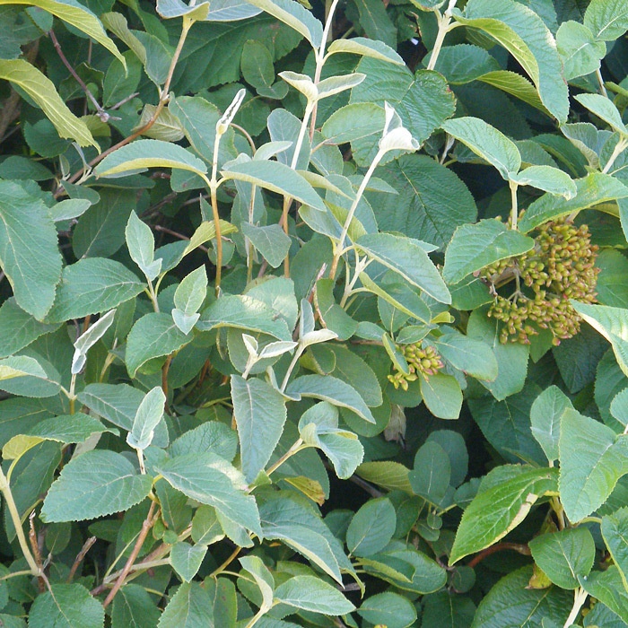 Viburnum lantana - Wayfaring