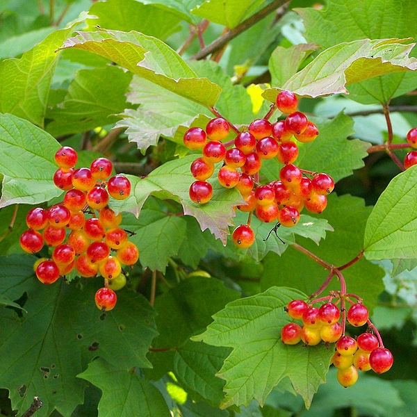 Viburnum opulus - Guelder Rose