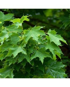 Acer platanoides - Norway Maple