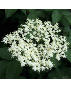 Sambucus nigra - Elderberry