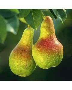 Pyrus communis - Wild Pear