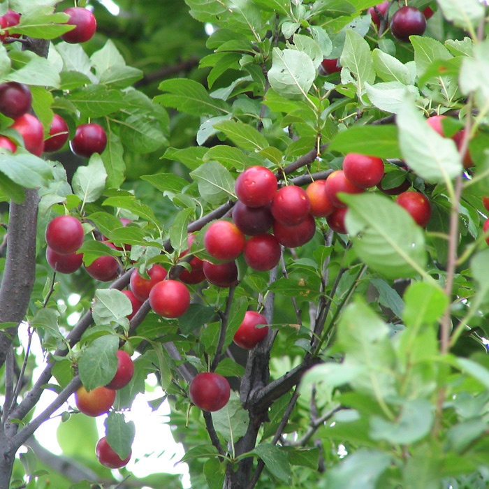 Prunus cerasifera - Cherry Plum