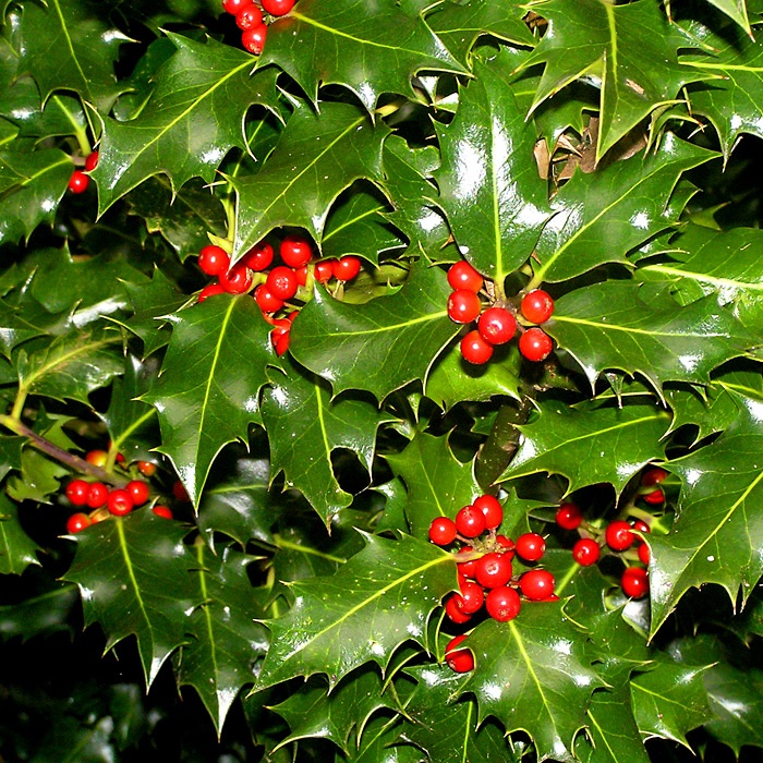 10 x Holly Hedging Shrubs | 2-3ft Tall| 60-80cms | Ilex Aquifolium | Plant | P9