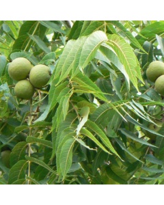 Juglans nigra - Black Walnut