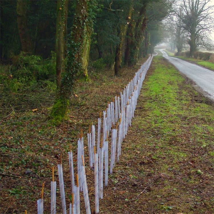 Hawthorn Hedge Pack