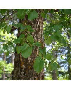 Alnus cordata - Italian Alder