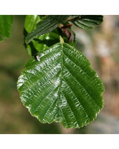 Alnus glutinosa - Common Alder