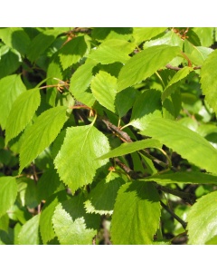 Betula pubescens - Downy Birch