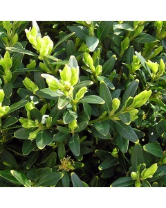 Buxus sempervirens - Box