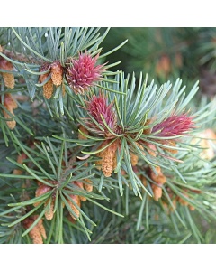 Pseudotsuga menziesii - Douglas Fir