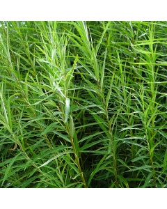 Salix viminalis - Common Osier Willow