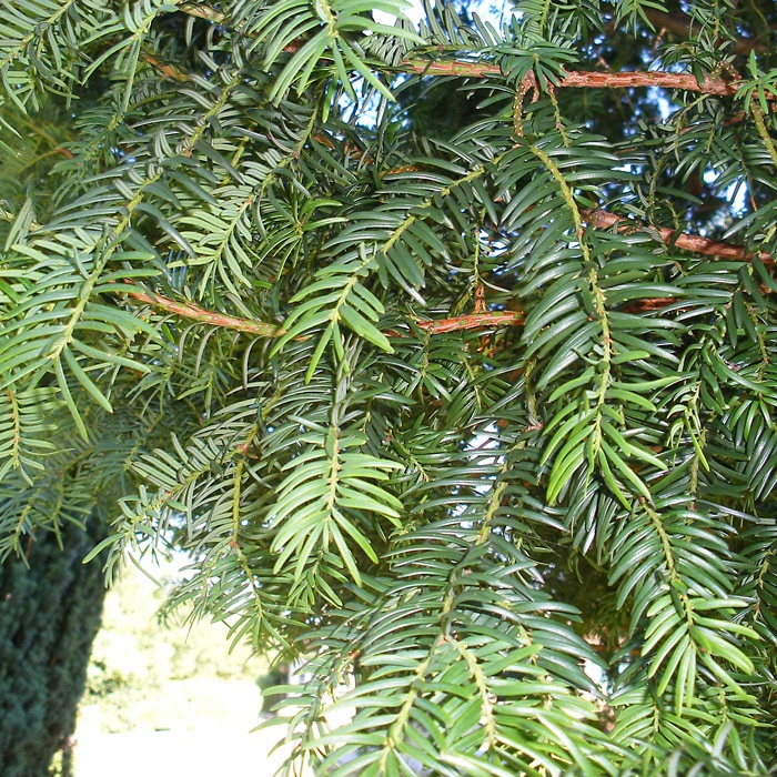 Taxus baccata - Yew