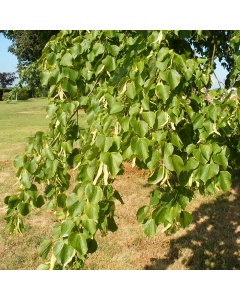 Tilia cordata - Small Leaved Lime