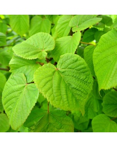 Tilia platyphyllos - Broad Leaved Lime