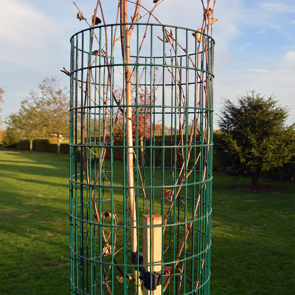 PVC Coated Weld Mesh Tree Guard | British Hardwood Tree Nursery