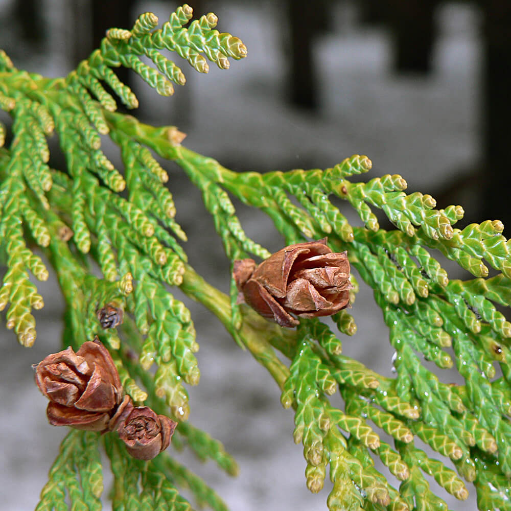 Thuja plicata (Western Red Cedar) Plants | British Hardwood Tree Nursery