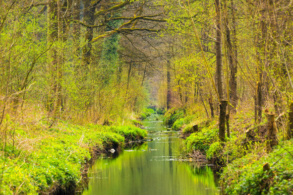 Creating Woodlands for Flood Alleviation | Woodlands for Water 2019
