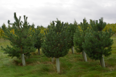 Tree growth boosted with tree protection