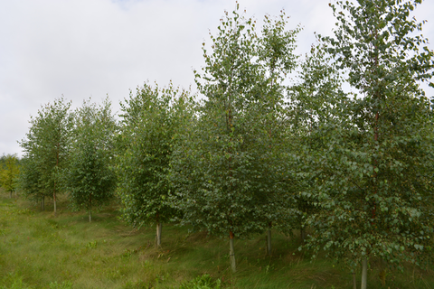 Grangewood Forest Woodland Planting Birch