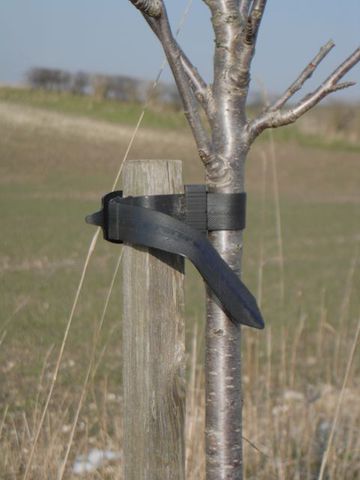 Buckle Tree Ties from British Hardwood Tree Nursery