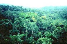 Healthy forests key for green growth, says UN report