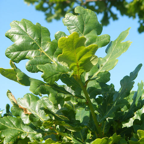 Consider oak as an alternative to ash this season