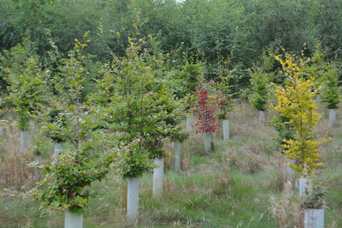 Apply Now Woodland Grants 2018 British Hardwood Tree Nursery