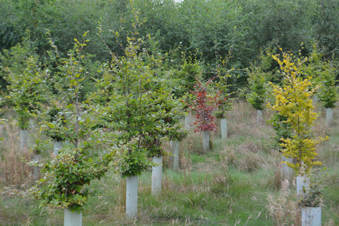 Grangewood Forest Woodland Planting