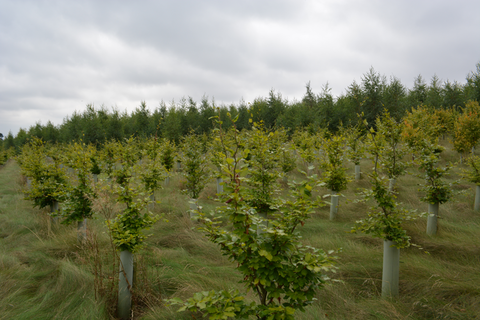 Grangewood Forest Woodland Planting