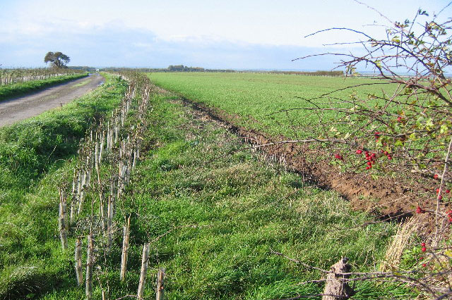 Field hedgerow Field hedgerow