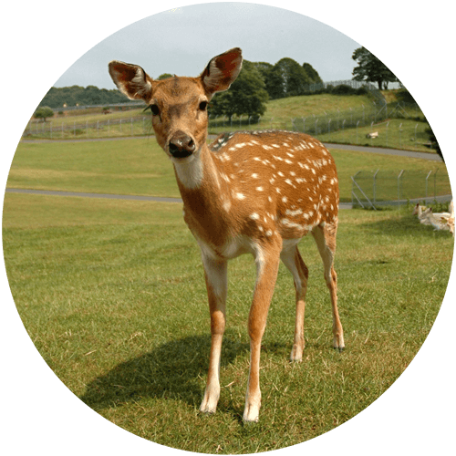 Roe Deer/Muntjac