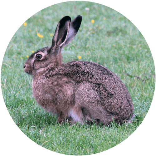 Hare