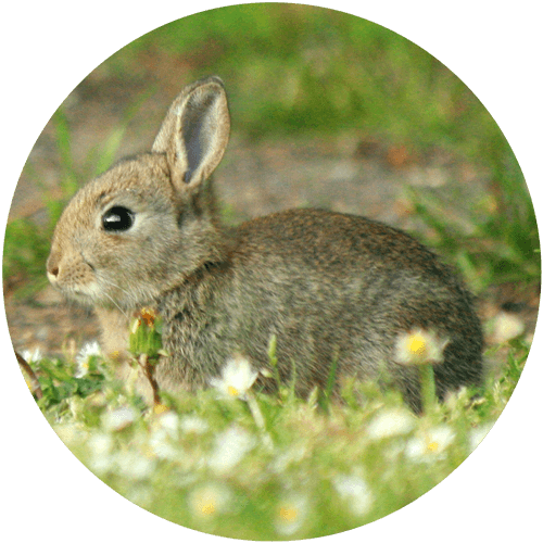 Rabbit